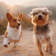 Two small dogs running side-by-side