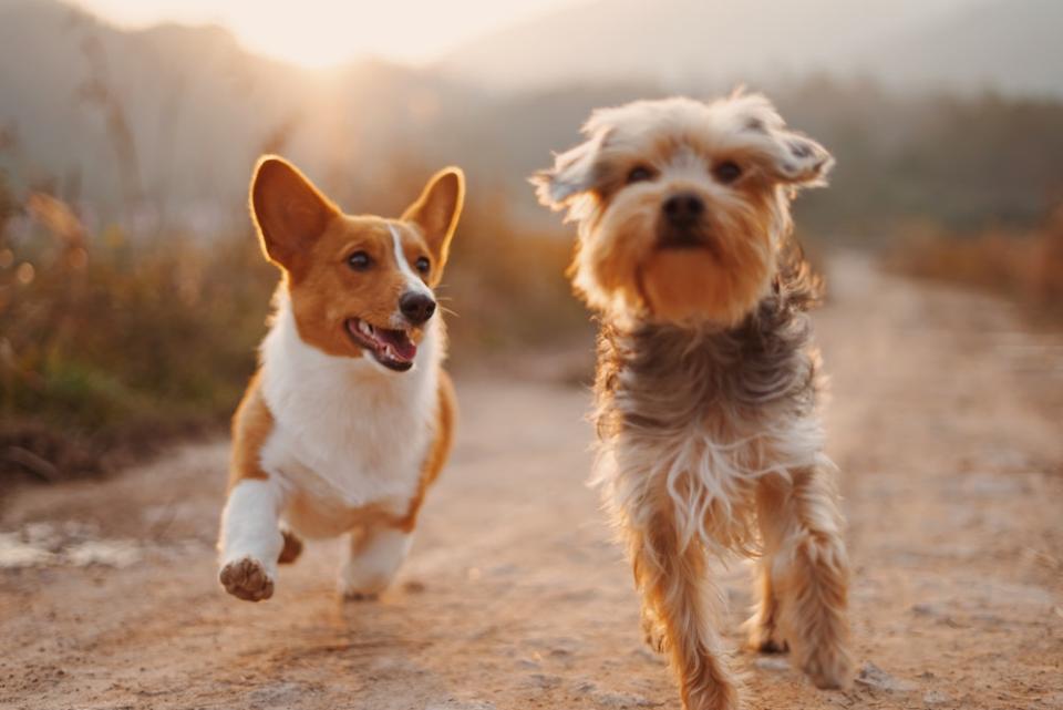 Two small dogs running side-by-side