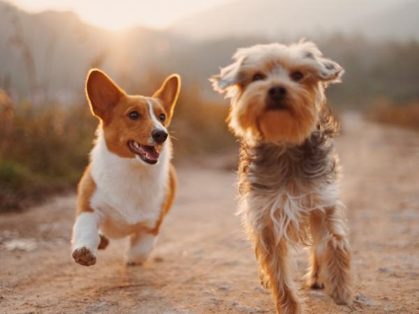 Two small dogs running side-by-side